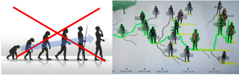 人類の進化は一本道ではなかった