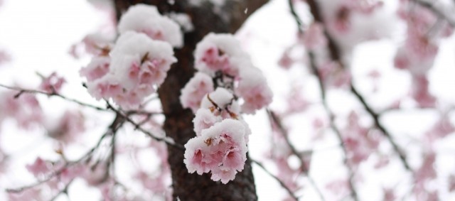 桜に雪