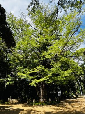 氷川神社の大銀杏