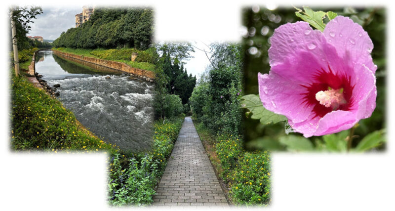 安流橋を目指して歩く