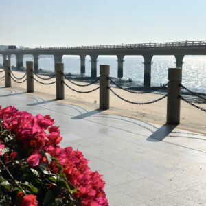 アモイの三角梅（ブーゲンビリア）