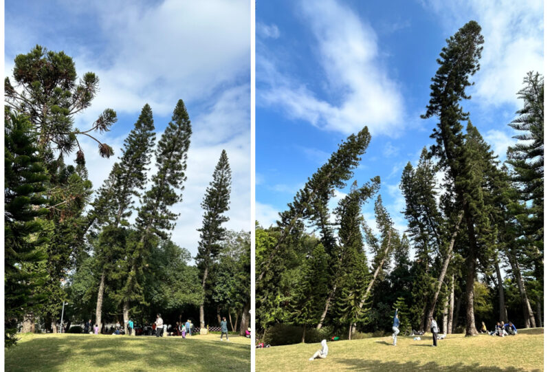 しなやかな木たち