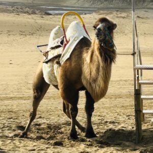 鳥取砂丘のラクダ