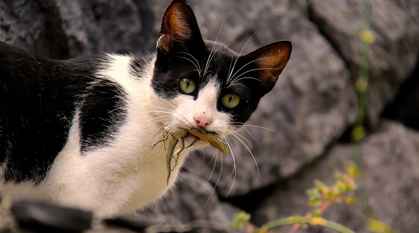 トカゲを捕まえた猫