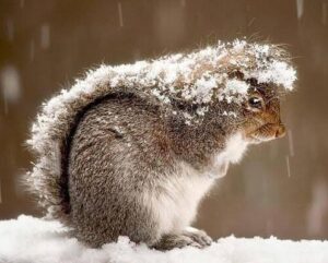 尻尾で雪を避けるリス