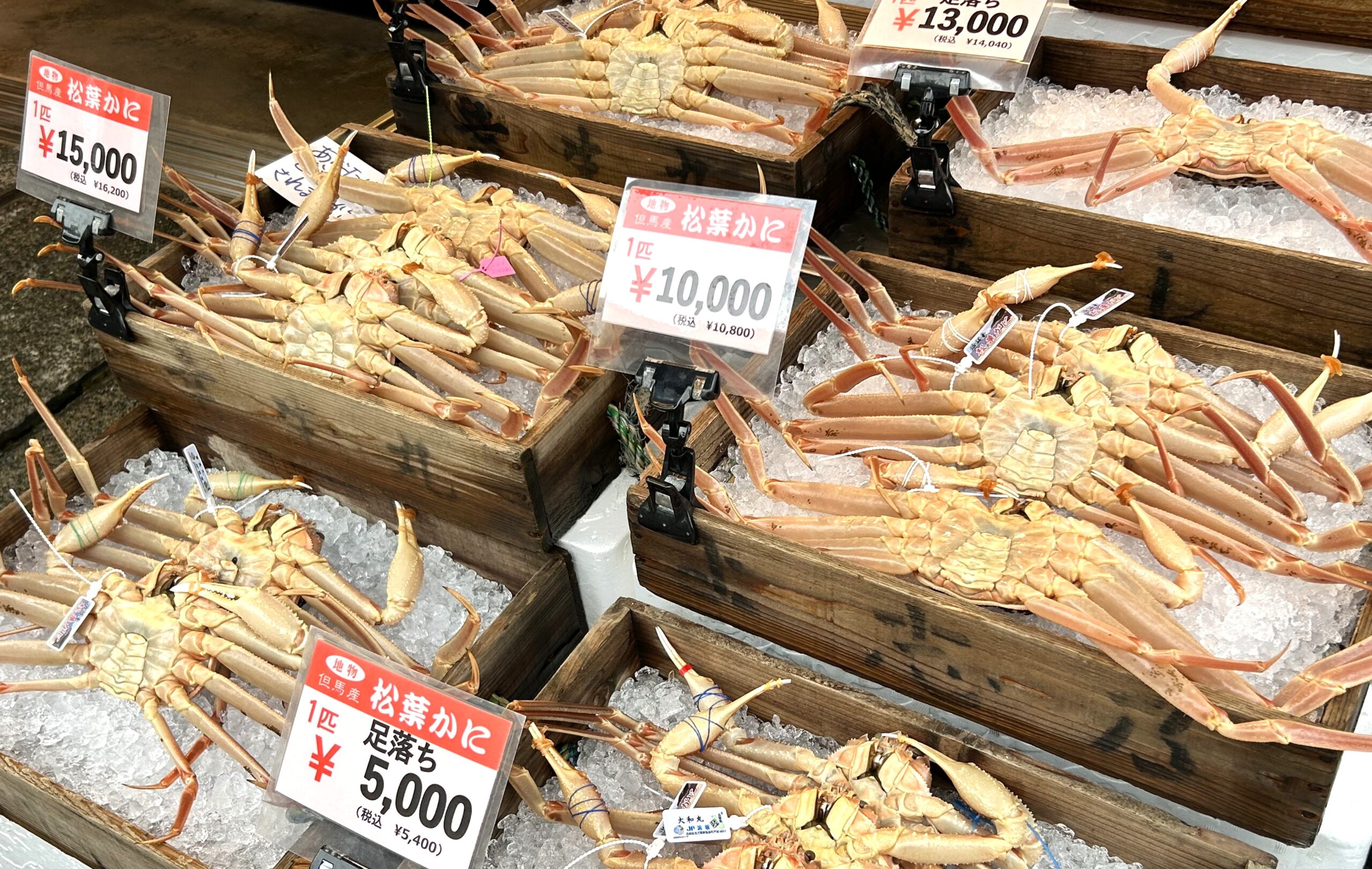 山陰の松葉ガニ