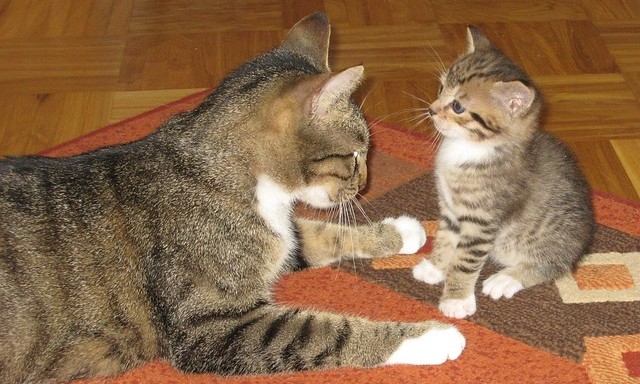 猫 親子