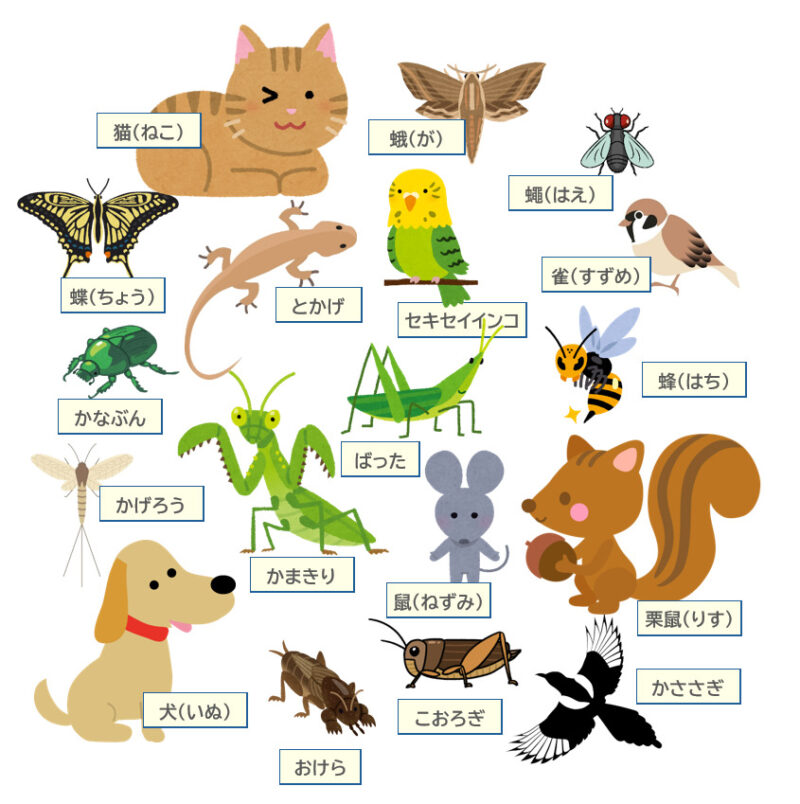 「いのち」に登場する生き物解答