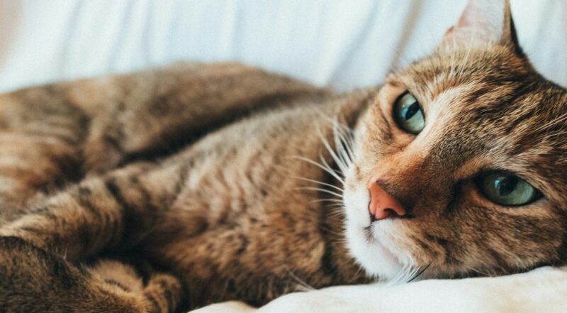 うるせえ、俺は寝る