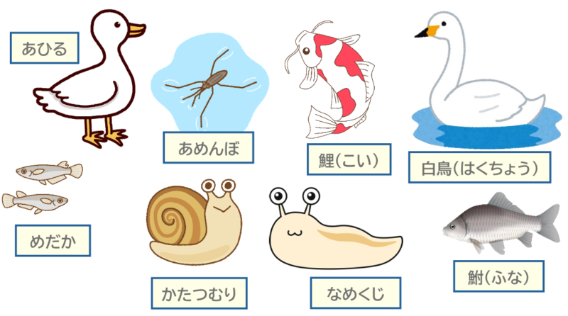 アヒル以下追加８