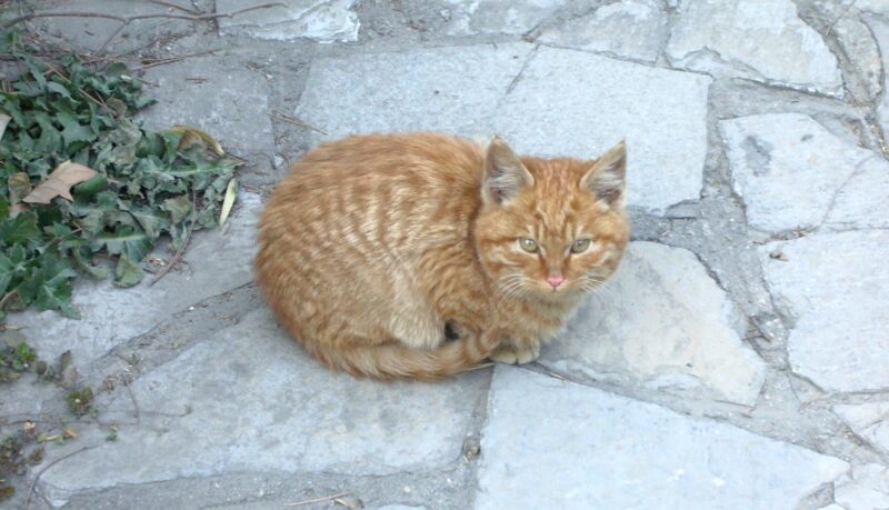 西安の猫、同じような写真が四枚ある。なぜだろう？