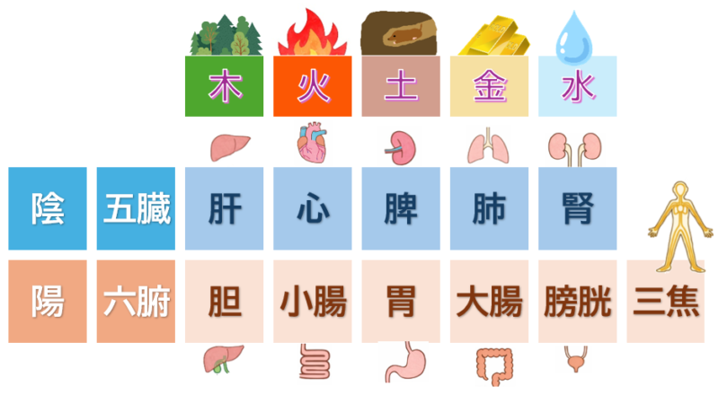 陰陽五行、五臓六腑の関係